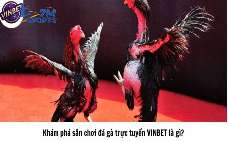 Khám phá sân chơi đá gà trực tuyến VINBET là gì?